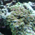 RGB zoas