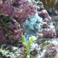 frogspawnspawn
