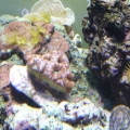 bigger acan