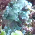 spawned frogspawn