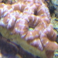 acan crop