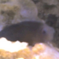 Lenny the blenny