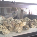 tank cycled now
