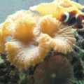 Maroon has claimed these shrooms...lol you can see my Lawnmowers big lip marks all over the glass :D