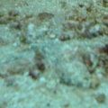 Sand sifting star, hiding out.