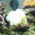 Bubble coral, doin great!