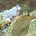 Henry the Bear Conch!