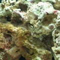 Our first fish, Franklin, the True Percula