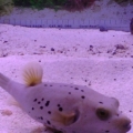Dogface Puffer