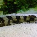 Whiespotted Shark