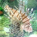 Lionfish