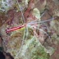 Flower, the skunk cleaner shrimp
