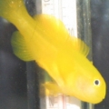 Wilson