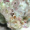 Sexy Shrimp