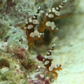 All 3 Sexy Shrimp