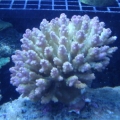 unk acro colony