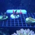 couple other frags on the rack