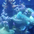 pink hydra cali tort tri color unk green cap and I have no clue what the other is got it from a local reefer