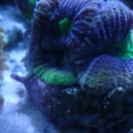prizm favia