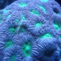 green apple favia