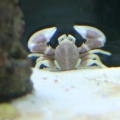 Porcelain Crab