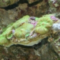 My first coral