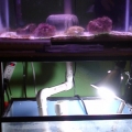 mantis tank.  Full system.