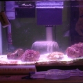 Mantis tank.  Top half.