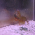 Mr. Fister