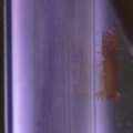 About to go hide behind the filter so he can sneak up on ghost shrimp.