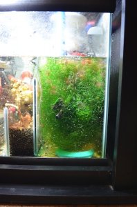chaeto_after.jpg