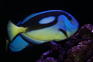 pny_40d7739b1000.jpg