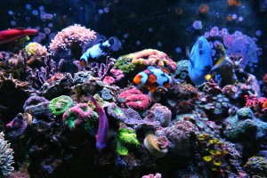 IMG_0082_1.jpg