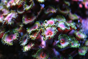 IMG_0083_1.jpg
