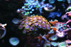 IMG_0085_1.jpg