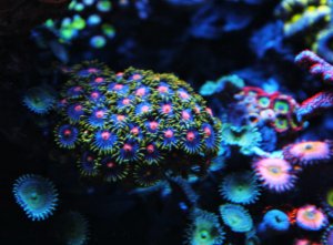 IMG_0098_1.jpg