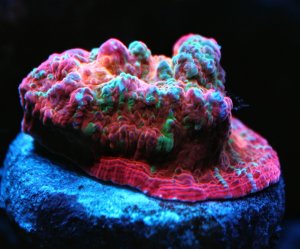 IMG_0100_1.jpg