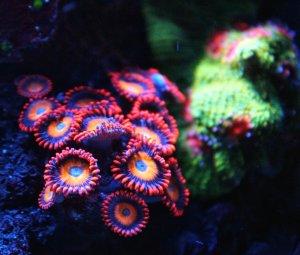 Rback 0096_1.jpg