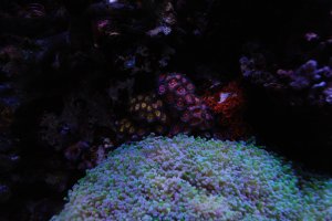 DSC_0460.JPG