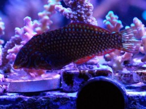 wrasse1.jpg