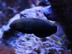 wrasse2.jpg