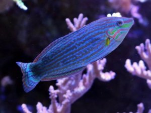 wrasse3.jpg