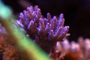 sps2.jpg