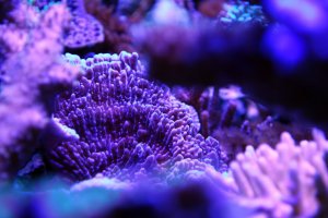Chicago Reefs_html_m4cece11d.jpg