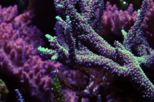 reef2.jpg