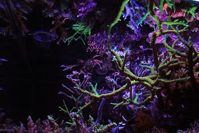 reef3.jpg
