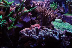 reef4.jpg