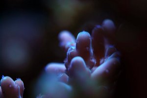 reef5.jpg