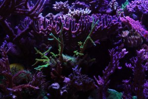reef7.jpg