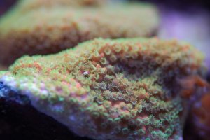 reef8.jpg